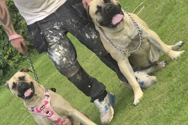 Bullmastiff