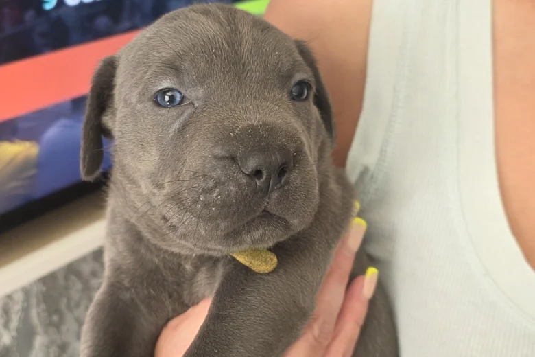 Cane Corso