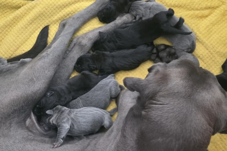 Cane Corso