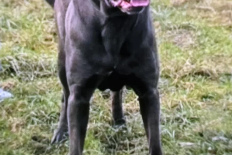 Cane Corso
