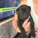Cane Corso