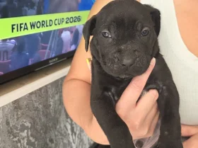 Cane Corso
