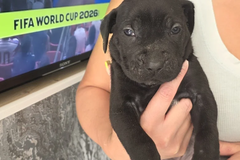 Cane Corso