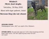 Cane Corso