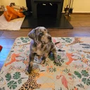 Cane Corso