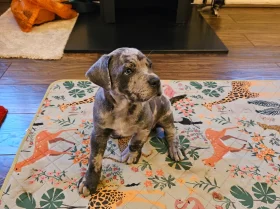 Cane Corso