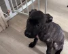 Cane Corso