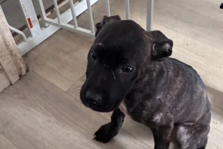 Cane Corso