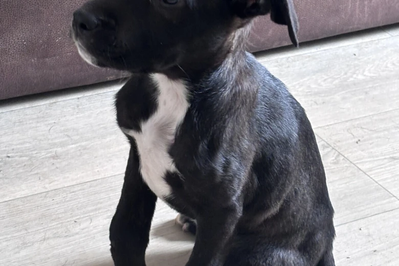Cane Corso