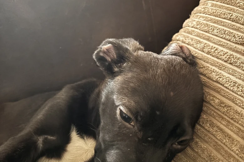 Cane Corso