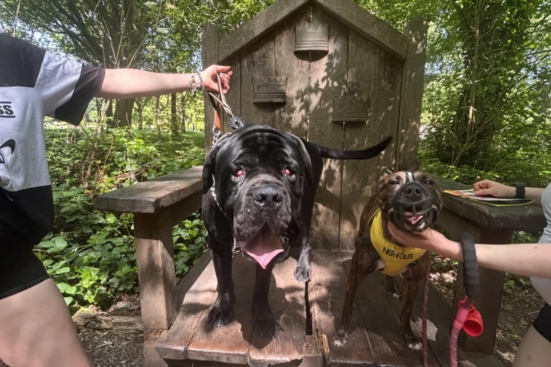 Cane Corso