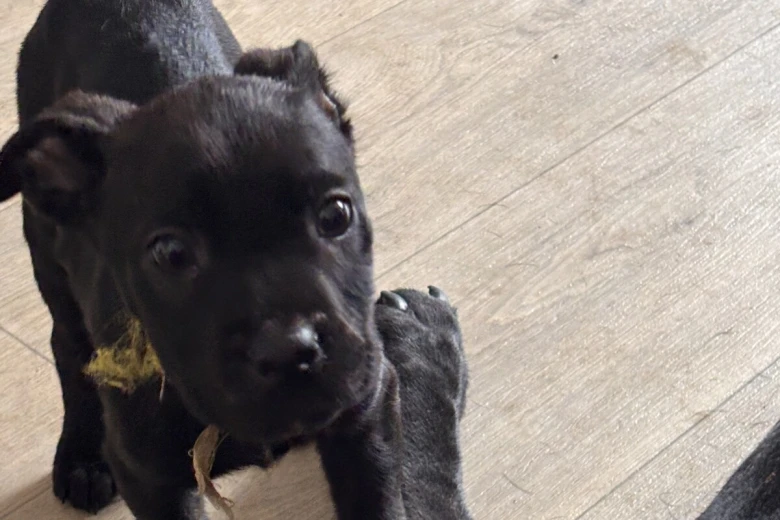 Cane Corso