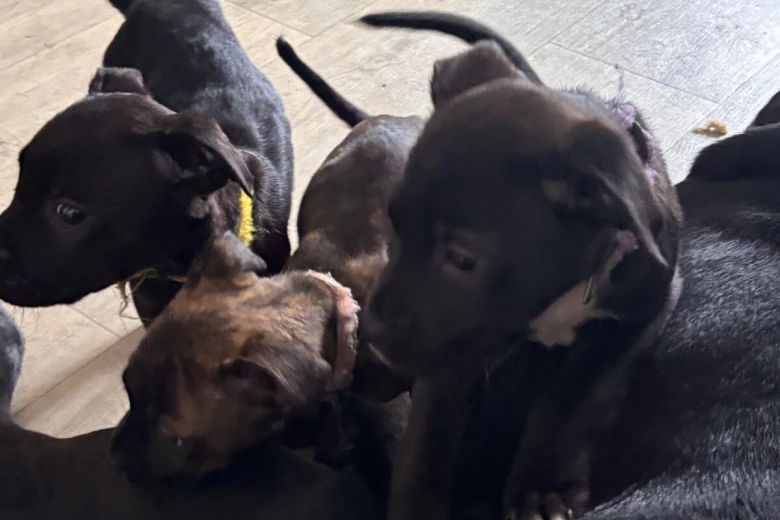 Cane Corso