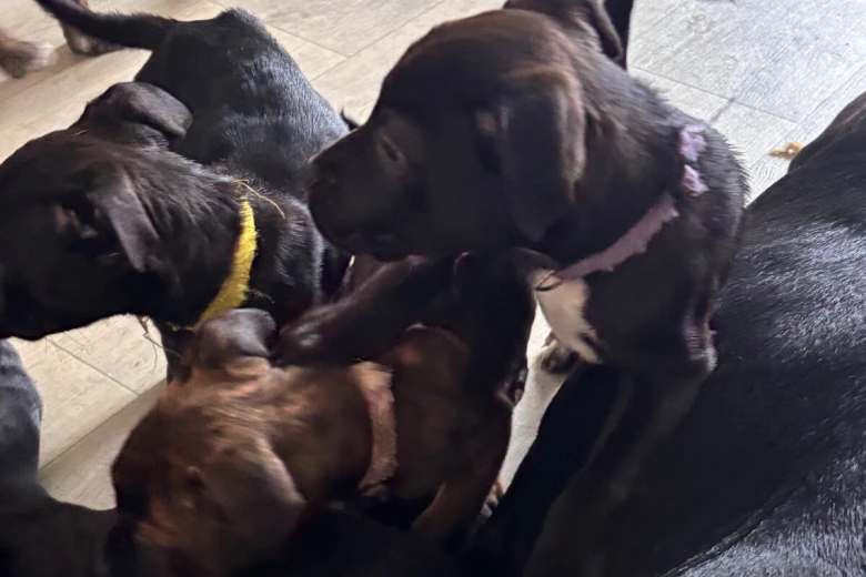 Cane Corso
