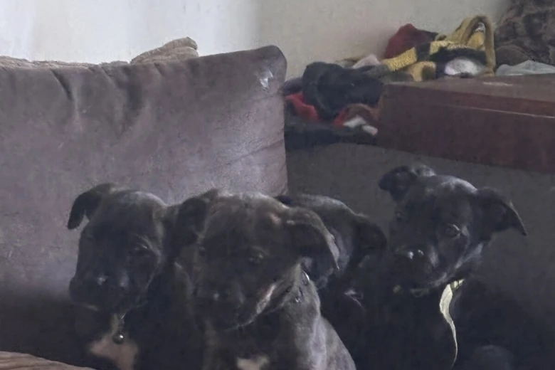Cane Corso