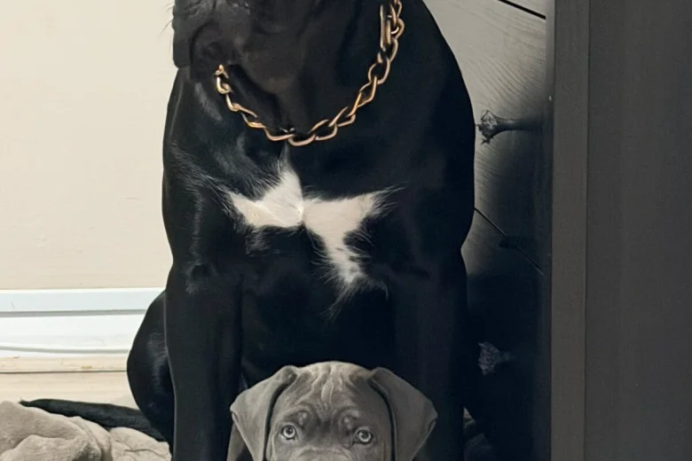Cane Corso