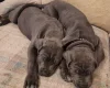 Cane Corso