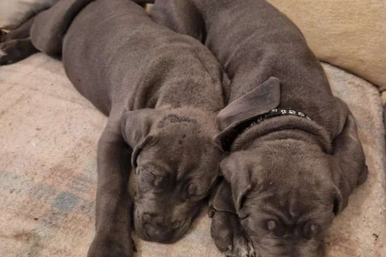 Cane Corso