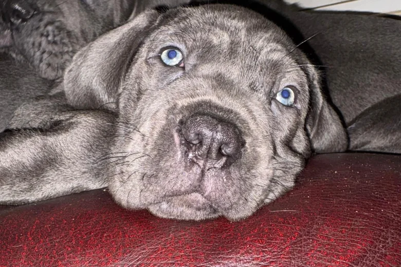 Cane Corso