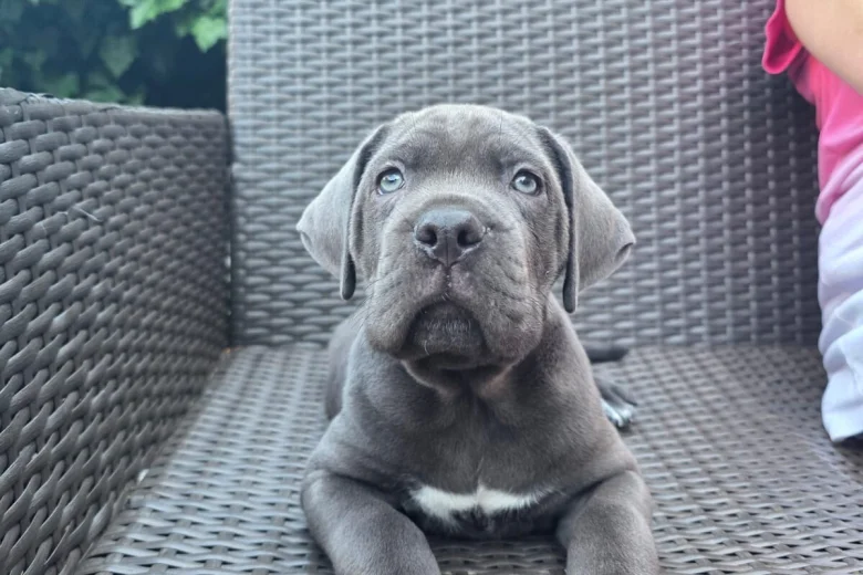 Cane Corso