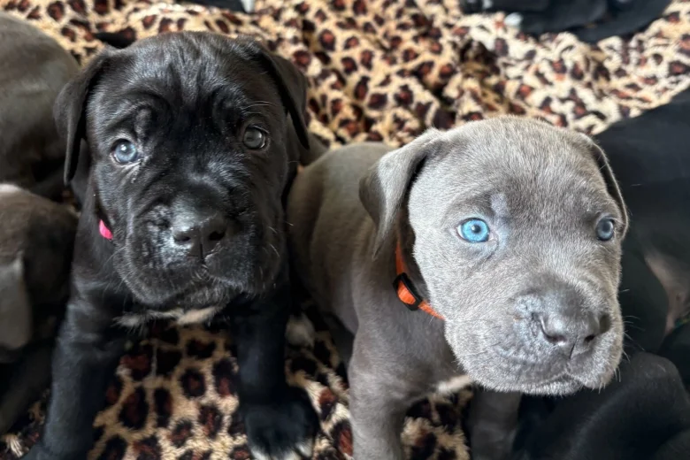 Cane Corso