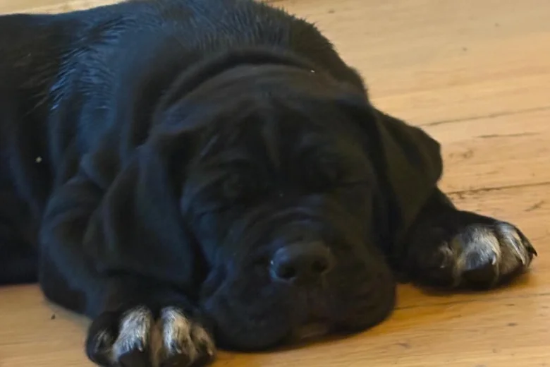 Cane Corso