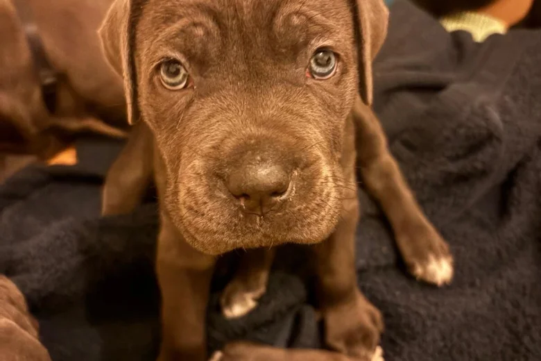 Cane Corso