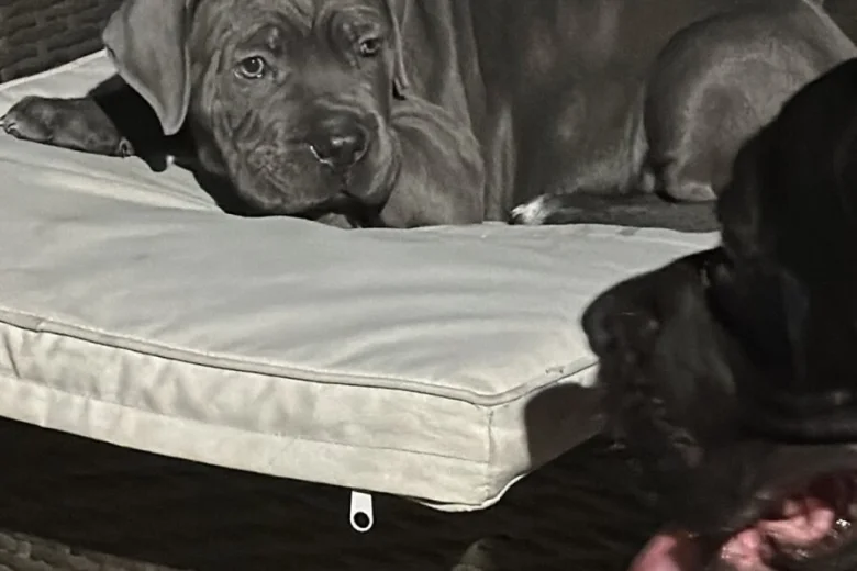 Cane Corso