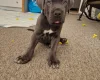 Cane Corso