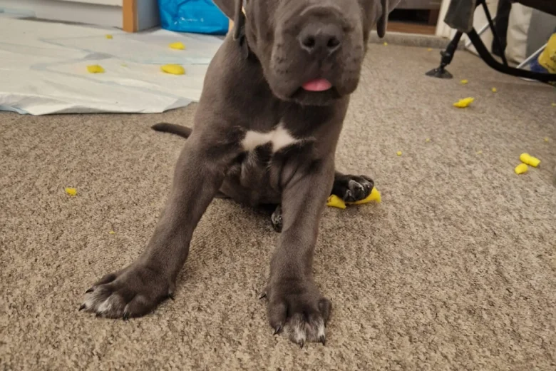 Cane Corso