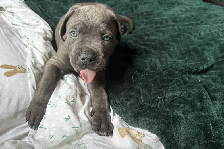 Cane Corso