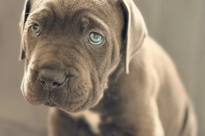 Cane Corso