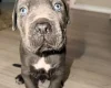 Cane Corso