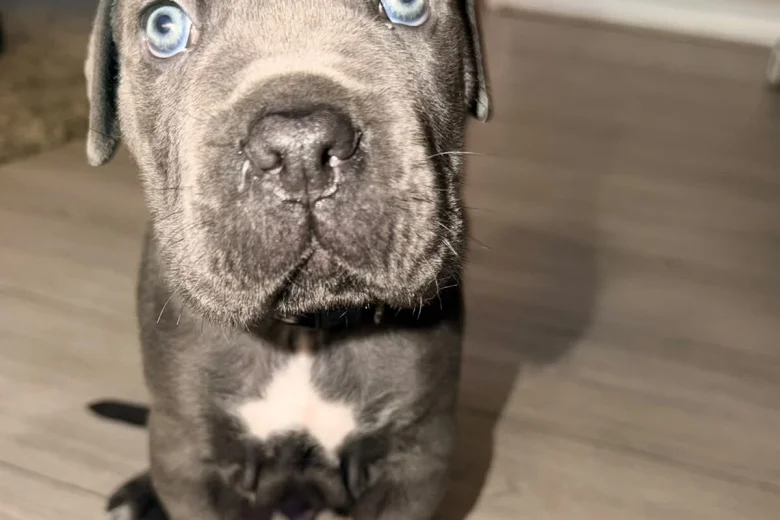 Cane Corso