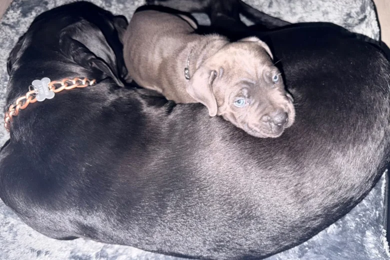 Cane Corso