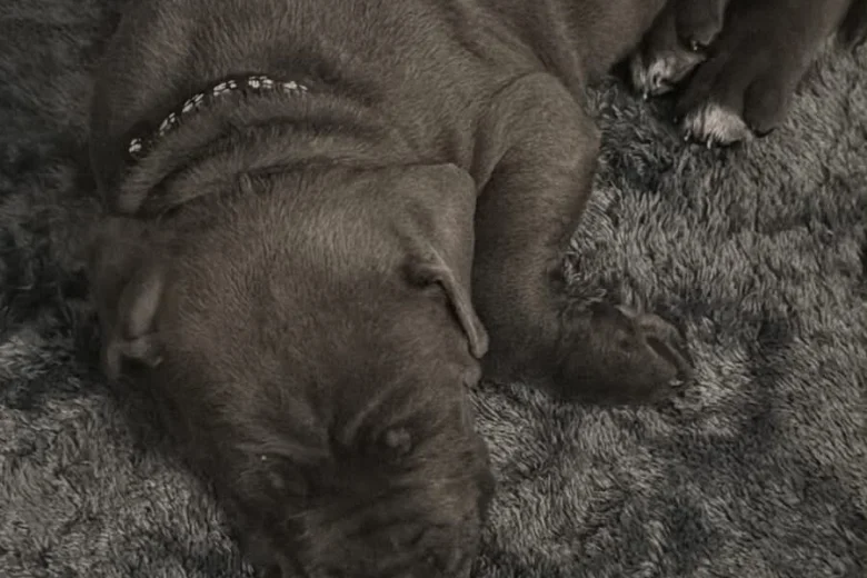 Cane Corso