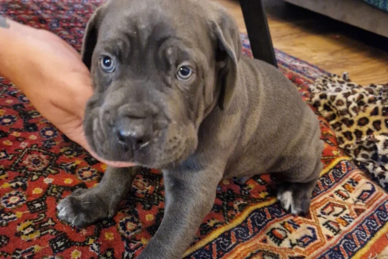 Cane Corso