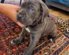 Cane Corso