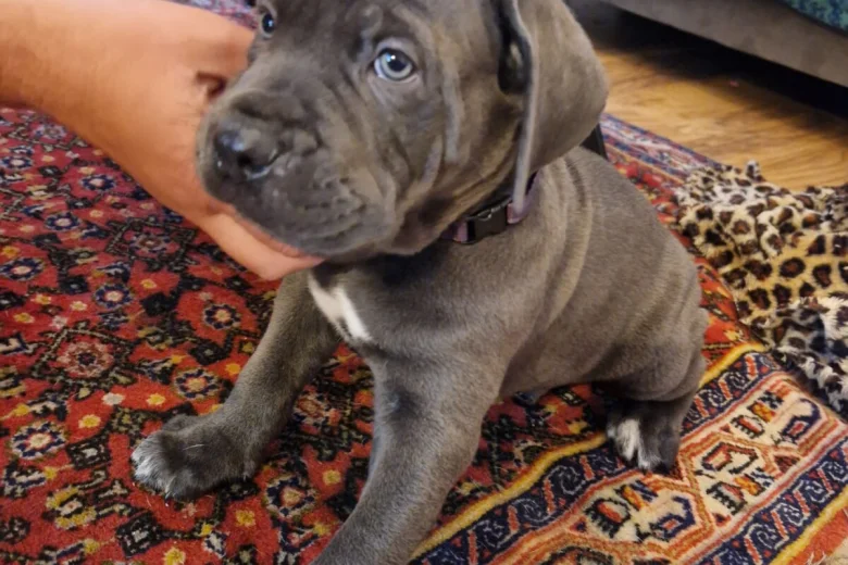 Cane Corso