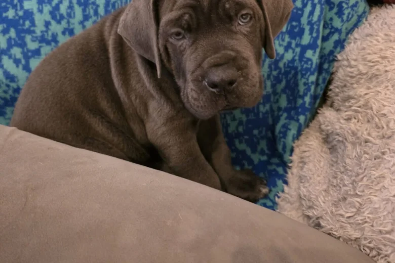Cane Corso