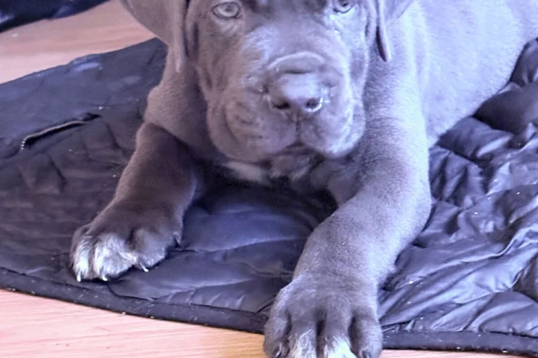 Cane Corso