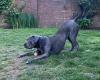 Cane Corso