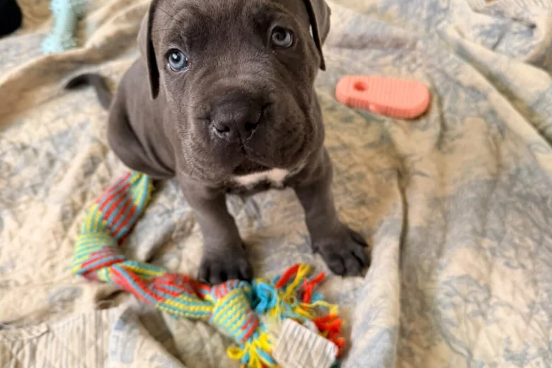 Cane Corso