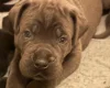 Cane Corso