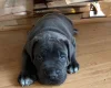 Cane Corso