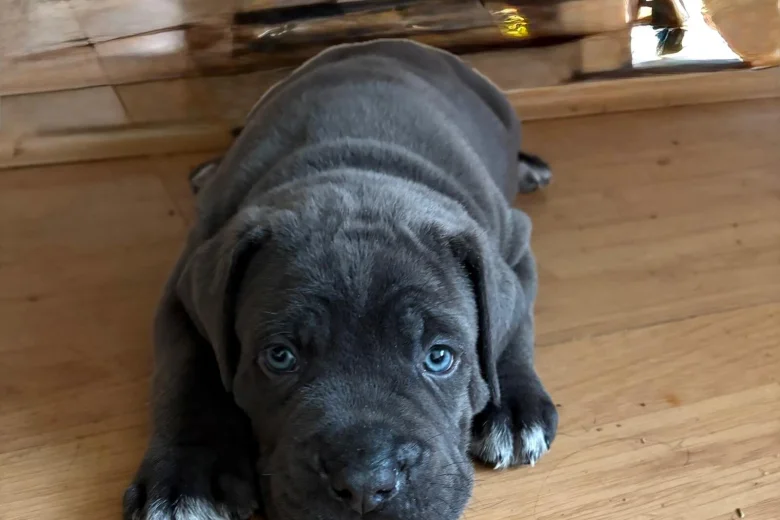 Cane Corso
