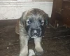 Caucasian Shepherd Dog