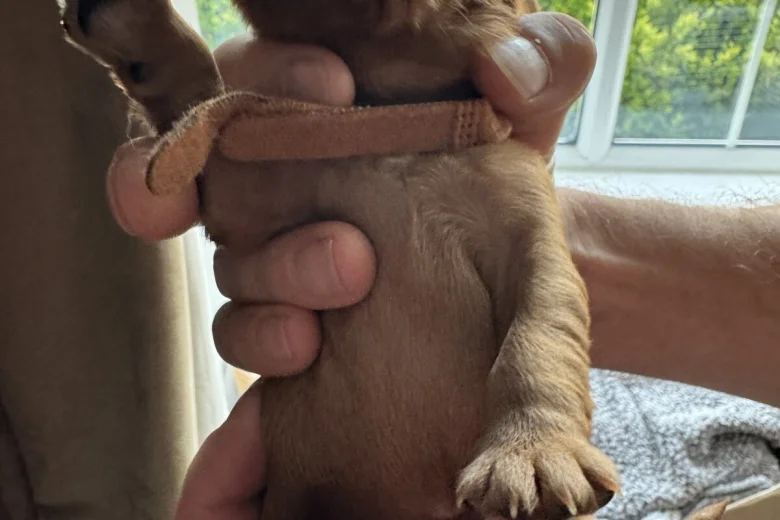 Cavalier King Charles Spaniel