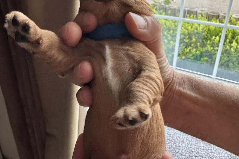 Cavalier King Charles Spaniel