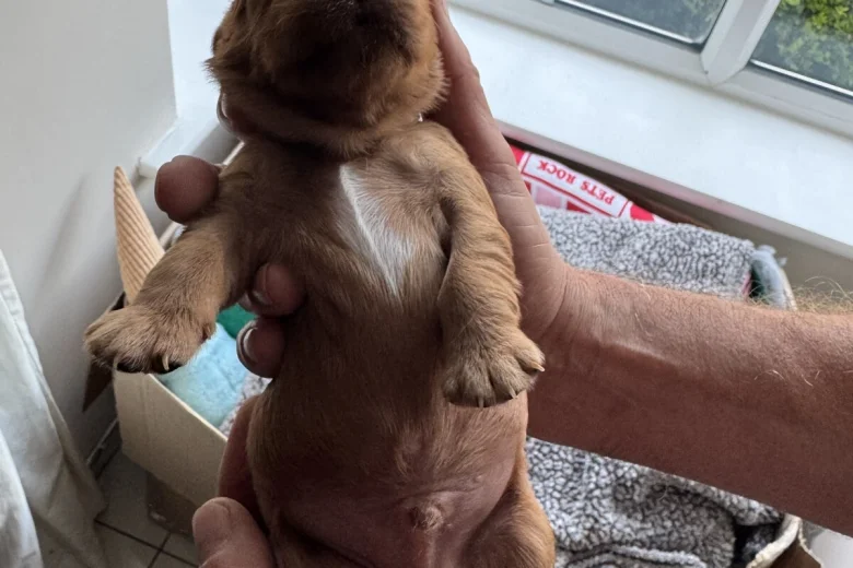 Cavalier King Charles Spaniel
